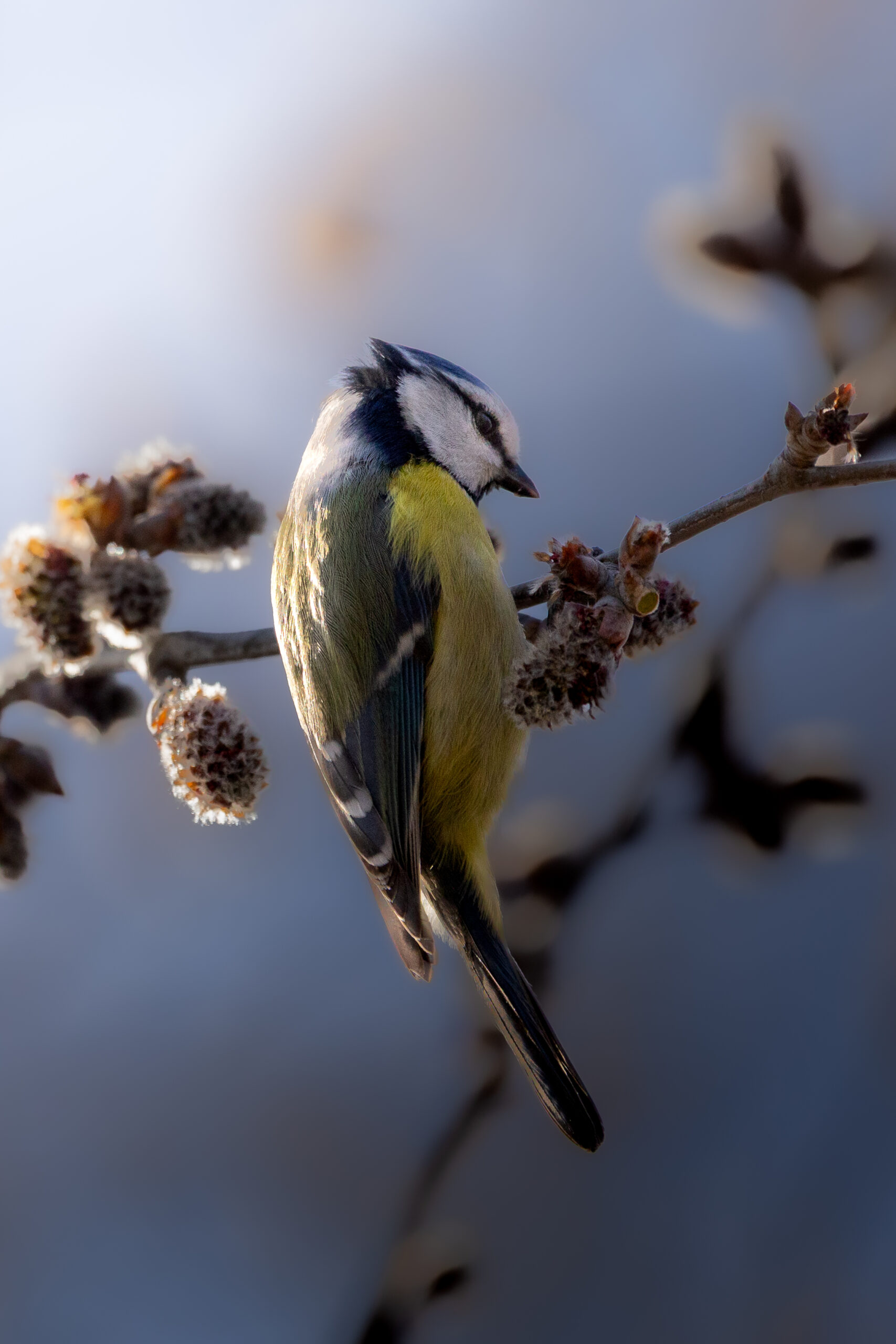 Blaumeise