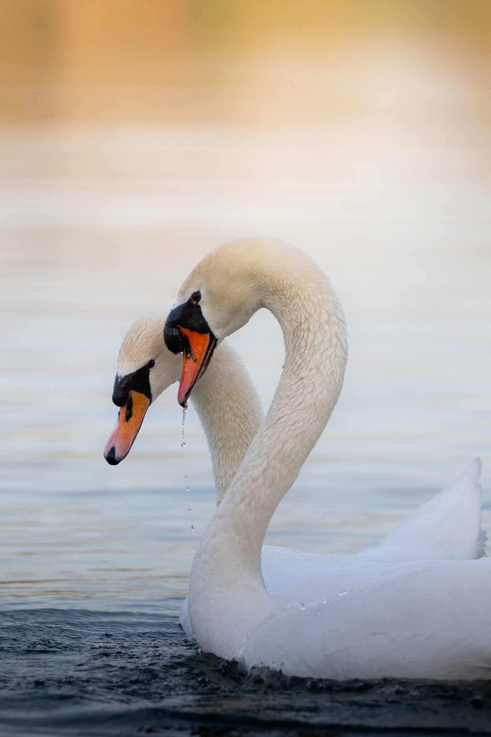 Höckerschwan 2