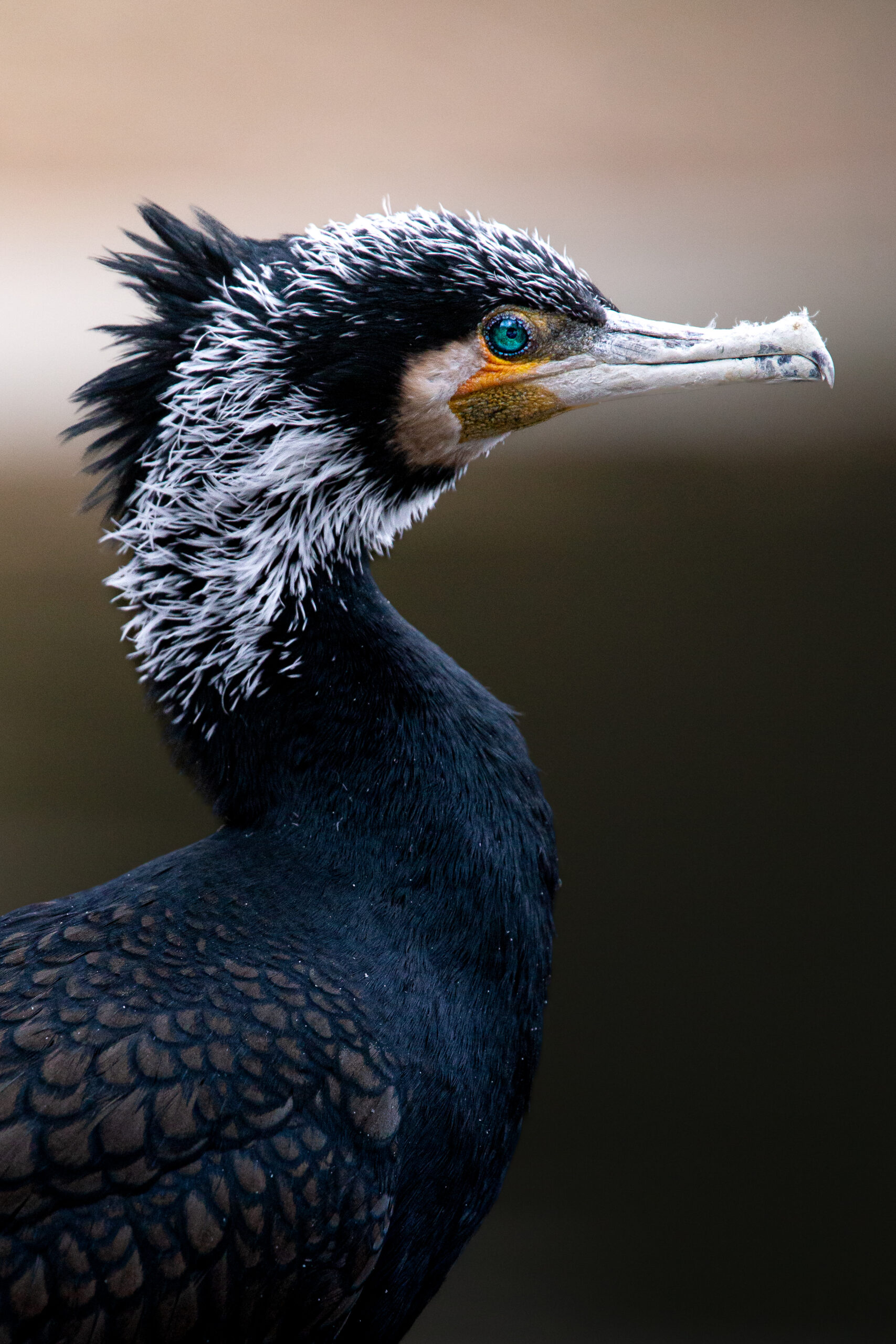 Kormoran Portrait
